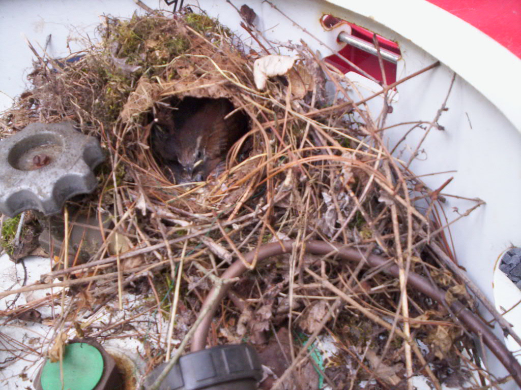 nest